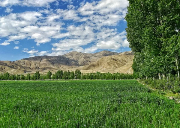 Campo Verde Cielo Azul — Foto de Stock