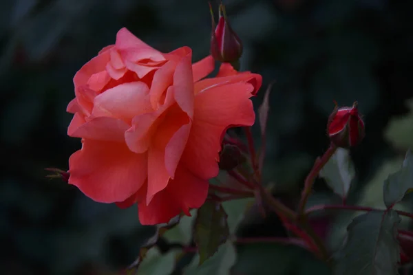 Rosa Roja Jardín — Foto de Stock