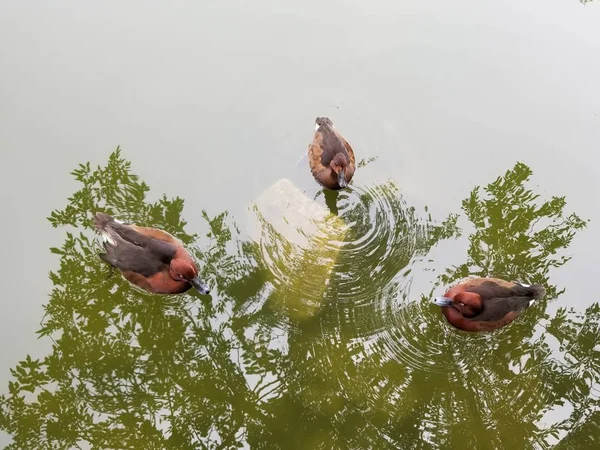 Een Vogel Een Vijver — Stockfoto