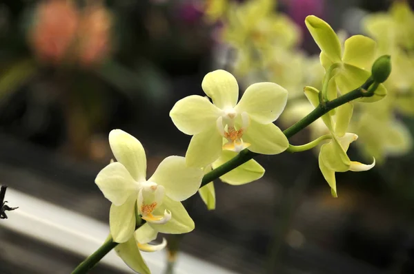 Beautiful blooming orchid plant