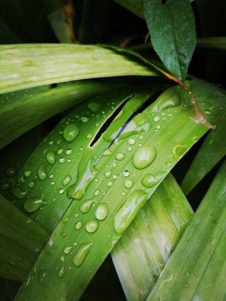 Flora Umida Natura Foglie Fresche — Foto Stock