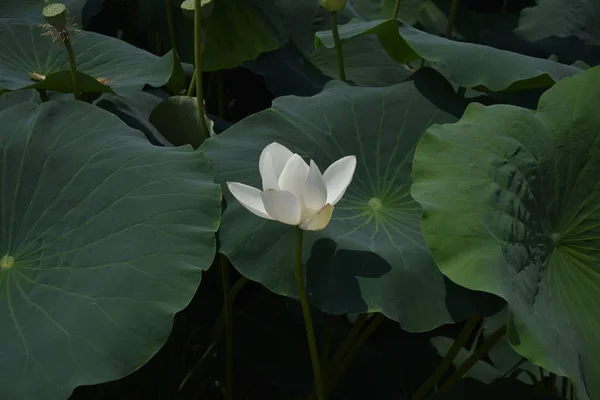 Closeup view of white lily flower