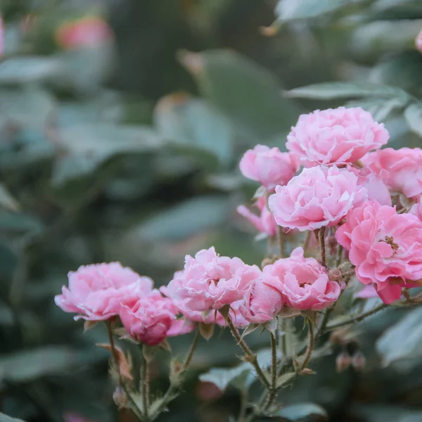 Hermosas Flores Que Crecen Jardín Flora Verano — Foto de Stock