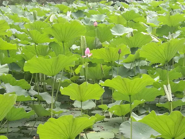 Hermoso Plano Botánico Fondo Pantalla Natural — Foto de Stock