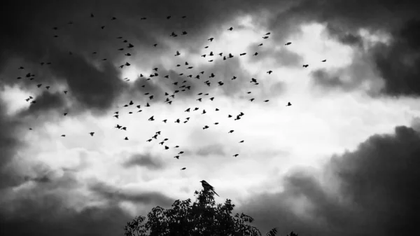 Bandada Aves Volando Cielo — Foto de Stock