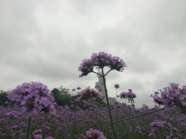 Hermosas Flores Tiernas Que Florecen Aire Libre — Foto de Stock