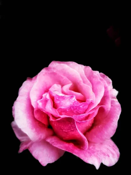 pink rose on a black background