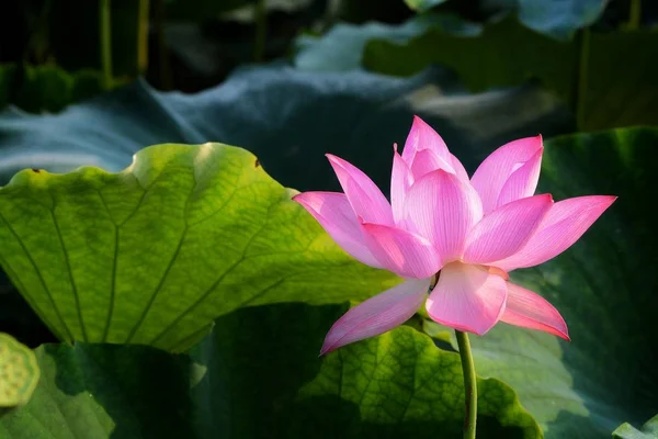 Vista Detalhada Flor Waterlily Florescendo Lagoa — Fotografia de Stock