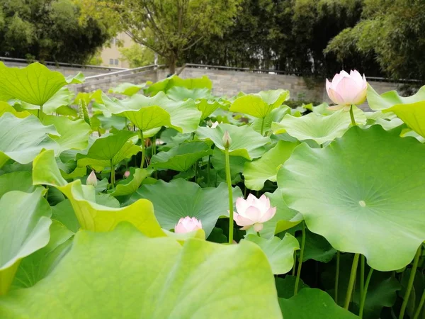 Estanque Lleno Flores Nenúfar — Foto de Stock