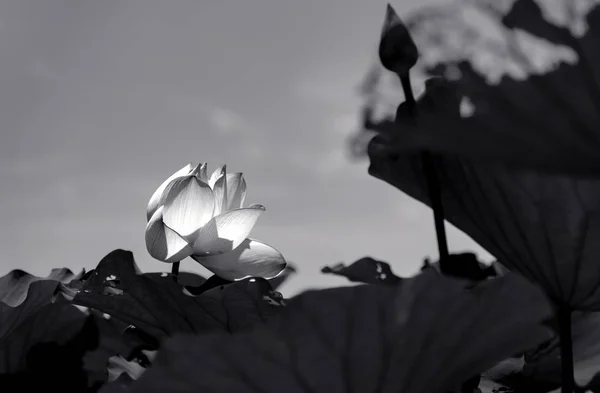 view of lotus flower in black and white