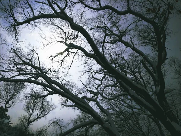 trees branches in forest, flora and nature