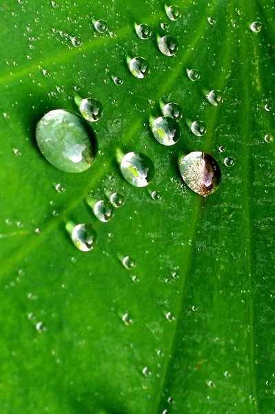 Gocce Acqua Foglia Verde — Foto Stock