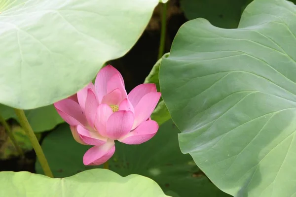 Flor Loto Jardín — Foto de Stock