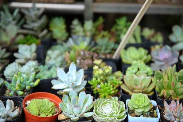 Hermoso Tiro Botánico Patrón Natural — Foto de Stock