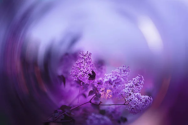 Close Shot Van Mooie Bloeiende Bloemen — Stockfoto