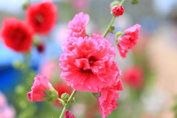 beautiful red flower background