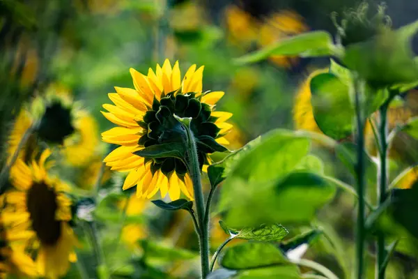 Zonnebloemen Bloeien Veld Dag Tijd — Stockfoto
