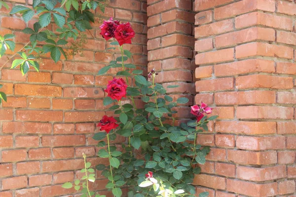 red brick wall with ivy