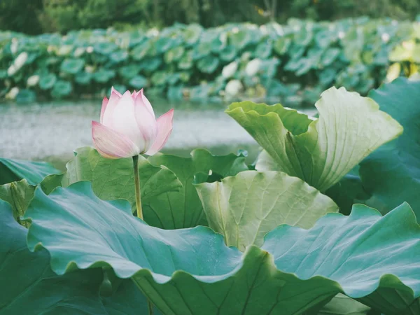 Flor Loto Jardín — Foto de Stock