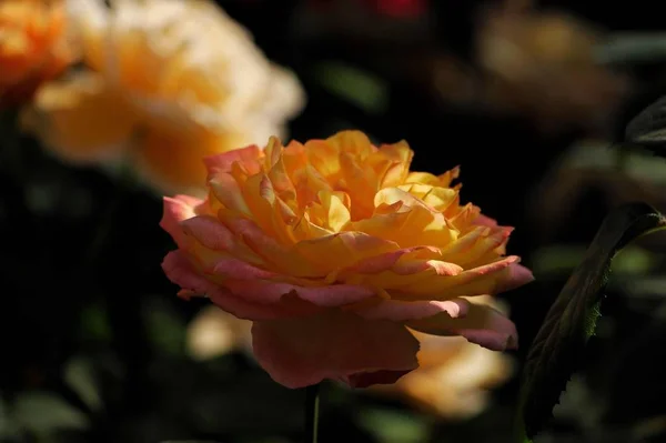 Flor Naranja Jardín — Foto de Stock