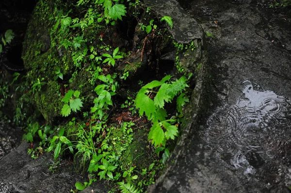 Musgo Verde Bosque Follaje — Foto de Stock