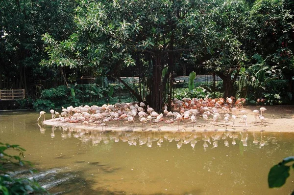 Flamingo Nadando Lagoa — Fotografia de Stock