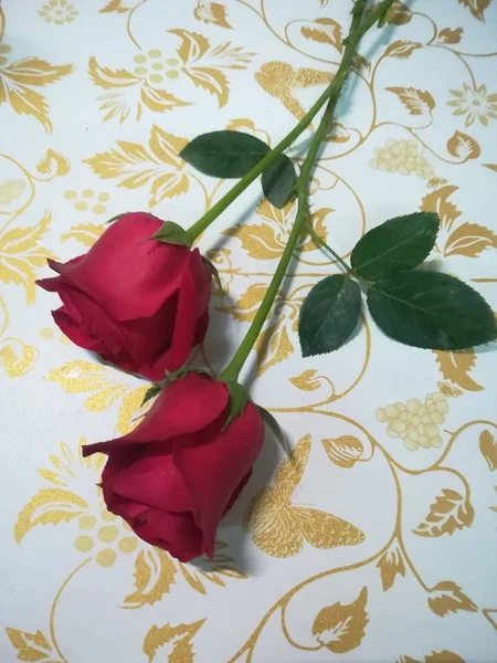Hermosas Rosas Rojas Sobre Fondo Blanco — Foto de Stock