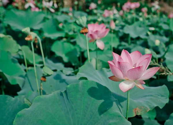 Vista Hermosa Flor Loto — Foto de Stock