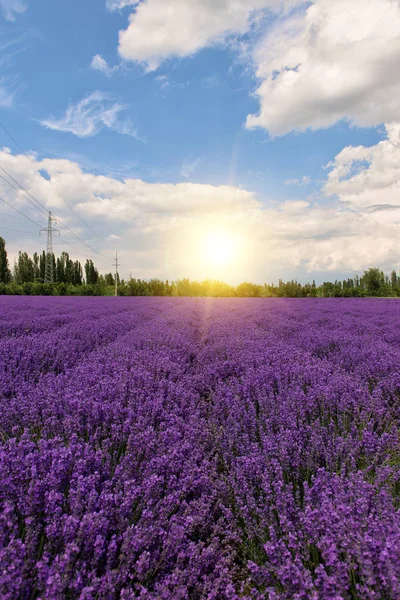 Schöne Rosa Blüten Flora — Stockfoto