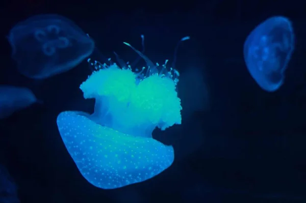 marine jellyfish, underwater fauna,