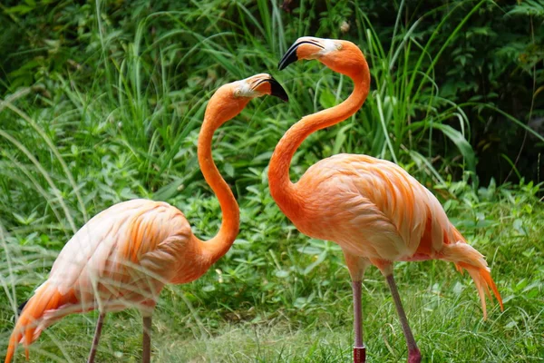 Dois Flamingos Grama — Fotografia de Stock