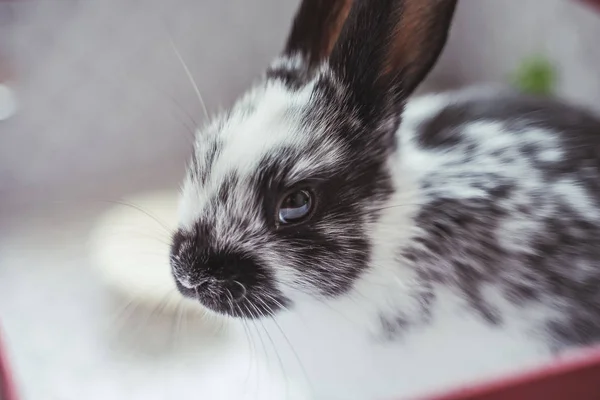 adorable rabbit animal, bunny ears