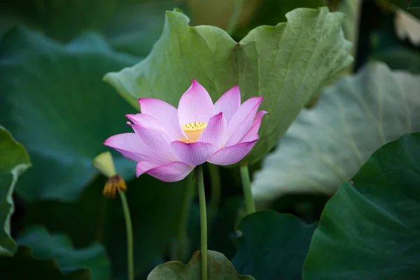 Stock image view of waterlily flower bloom 