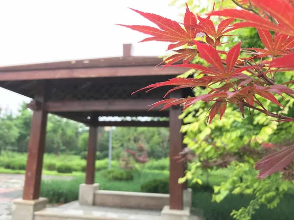 beautiful chinese garden with red flowers