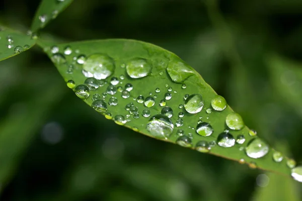 Gocce Acqua Sulla Foglia — Foto Stock