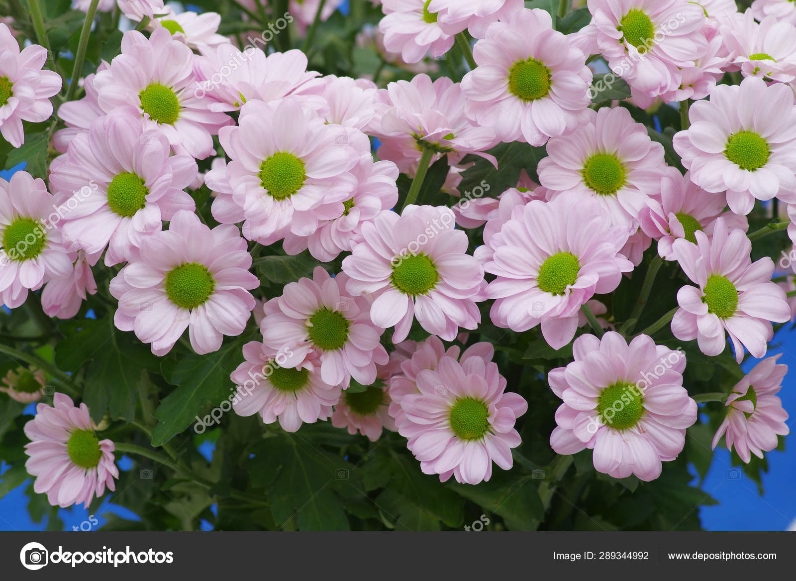 美丽的夏花植物和自然 图库照片 C Imaginechina Tuchong