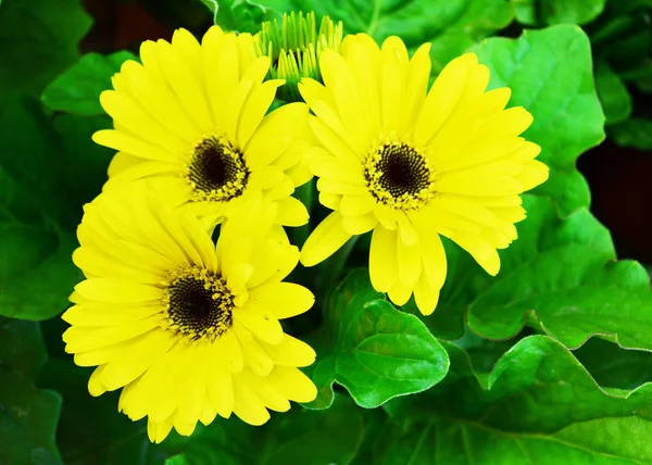 Hermosas Flores Amarillas Sobre Fondo Verde — Foto de Stock