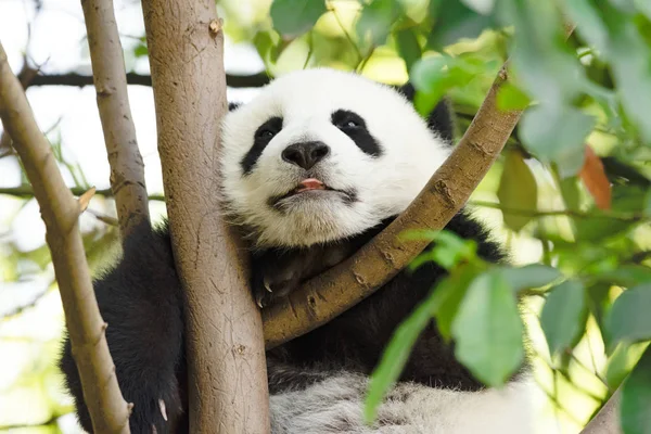 大熊猫野生动物 大熊猫熊动物在动物园里 — 图库照片