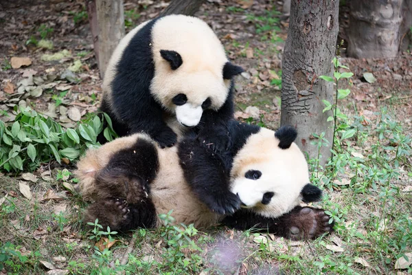 panda bear animal in zoo, pandas wildlife