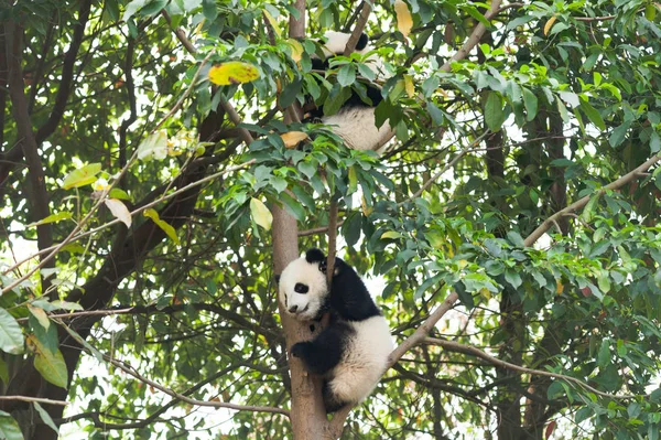 Pandák Vadvilág Panda Medve Állat Állatkertben — Stock Fotó