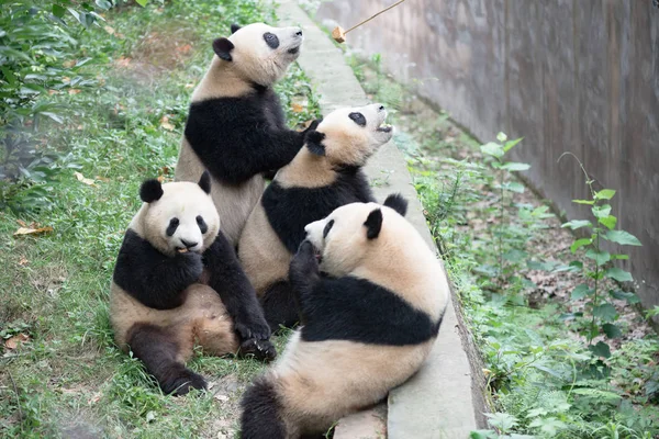 pandas wildlife, panda bear animal in zoo