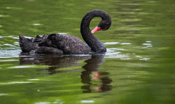 Een Zwaan Die Het Meer Zwemt — Stockfoto