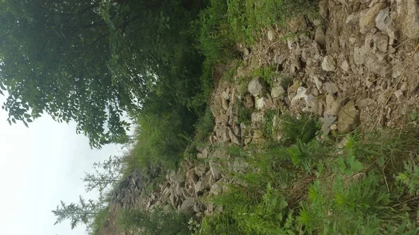 trees on the wall of the tree