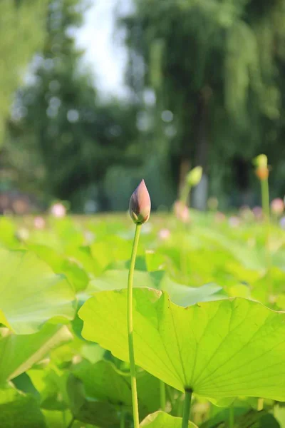 Vista Del Brote Flor Loto Estanque — Foto de Stock