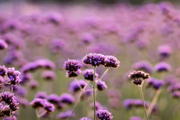 Schöne Lavendelblüten Garten — Stockfoto