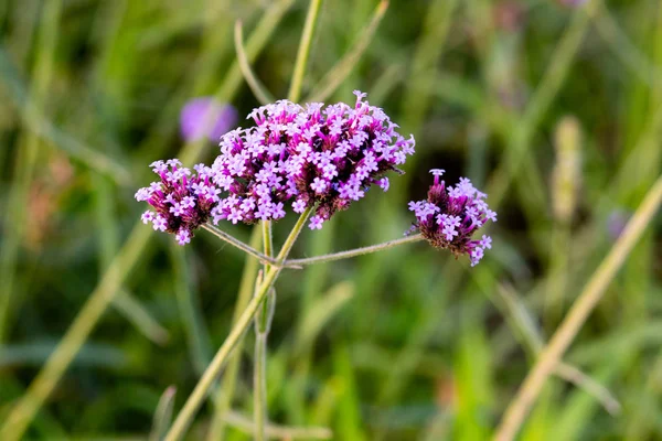 Hermosa Flor Jardín — Foto de Stock