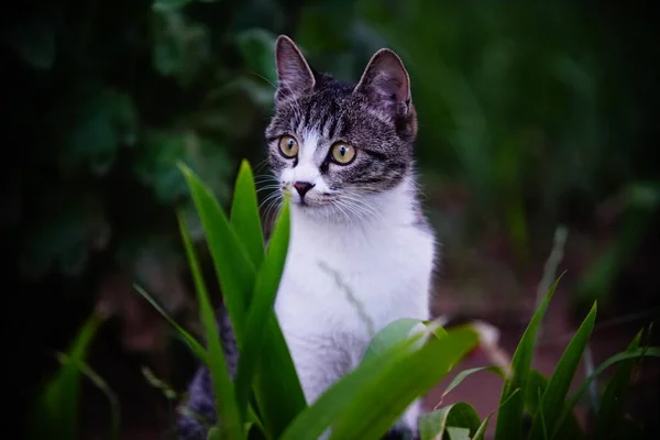 Katze Sitzt Auf Dem Gras — Stockfoto