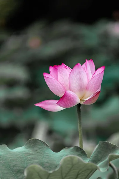 Hermosa Flor Loto Estanque —  Fotos de Stock