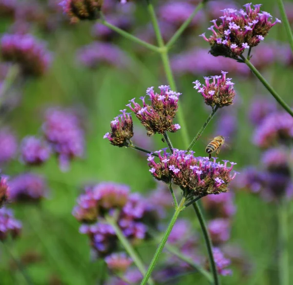 Hermosas Flores Jardín Flora Naturaleza — Foto de Stock