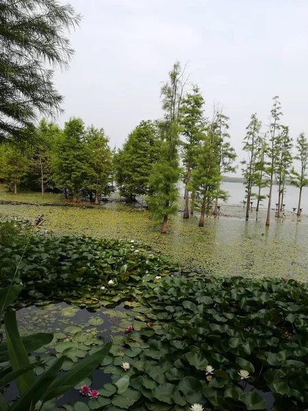 Hermoso Paisaje Con Árboles Hojas Verdes — Foto de Stock